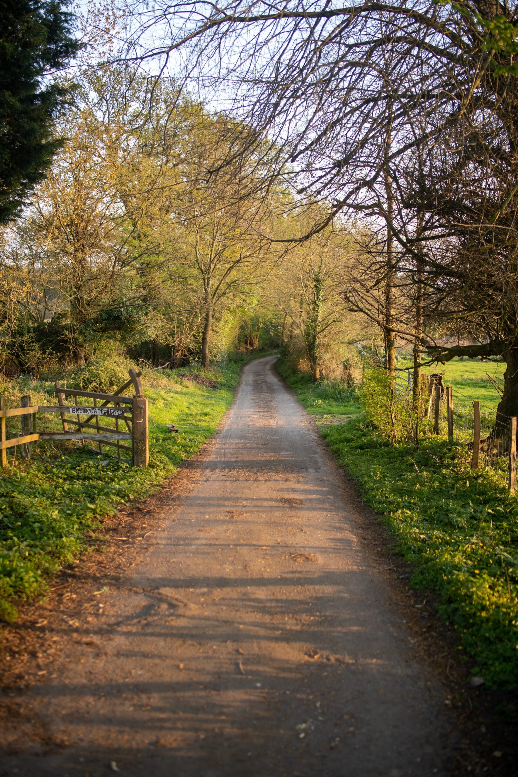 woodland path walk west sussex