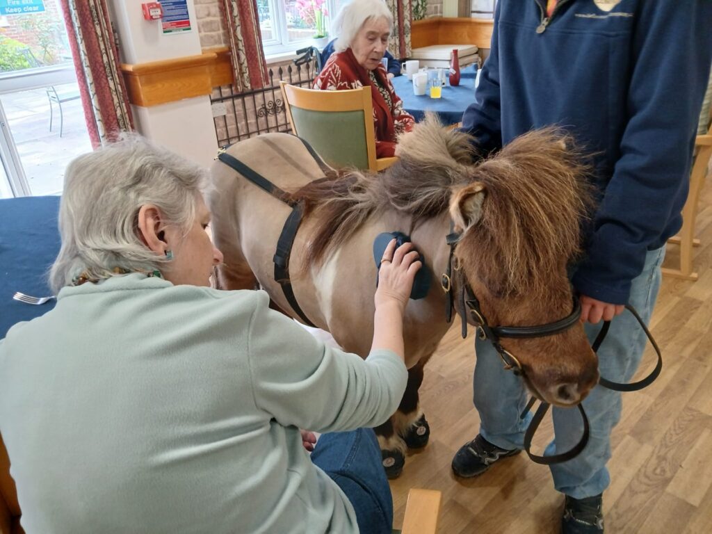 derwent lodge resident petting pony