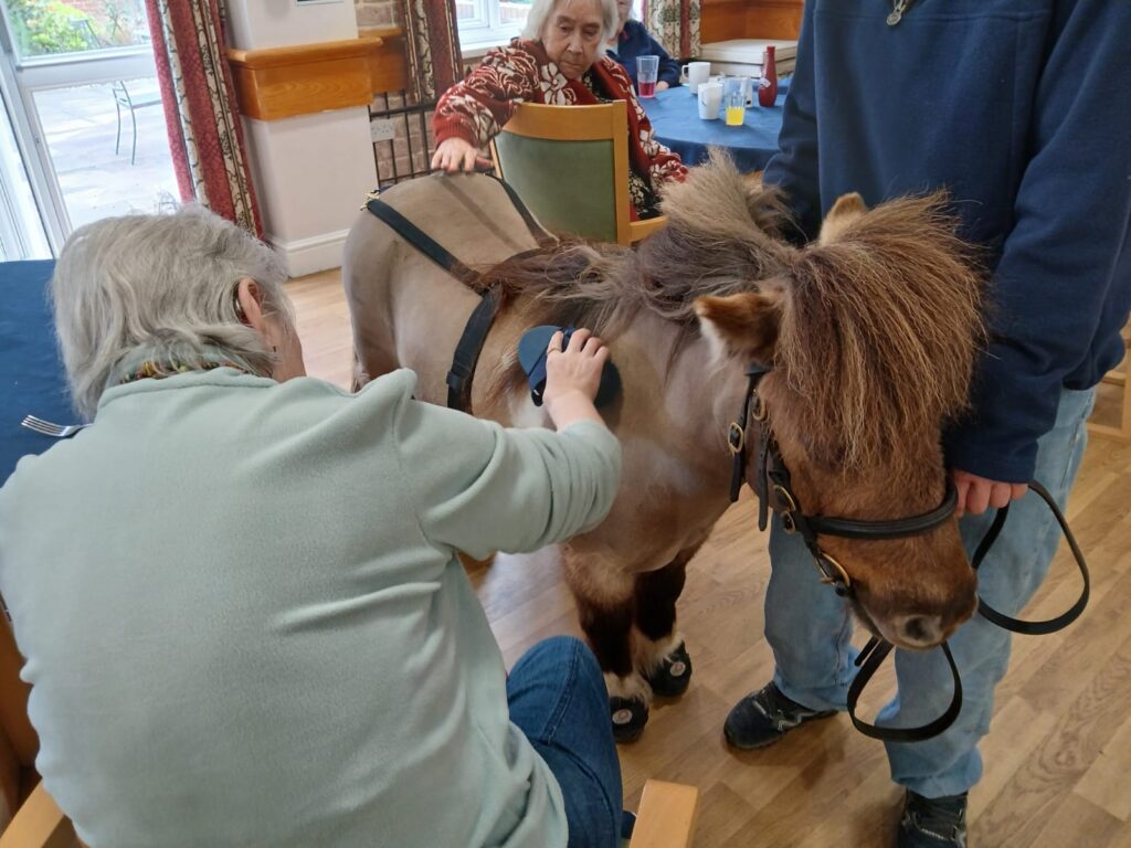 elderly lady petting pony