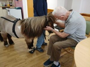 shetland pony at derwent lodge